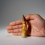 Genuine Mesosaurus Tooth in Display Case // 30.7 g