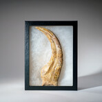 Genuine Spinosaurus Claw in Display Case // 190.5 g