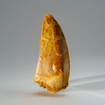 Genuine Carcharodontosaurus Tooth in Display Case // 35.8 g