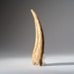 Genuine Spinosaurus Claw in Display Case // 108.1 g