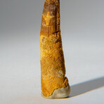 Genuine Mesosaurus Tooth in Display Case // 30.7 g