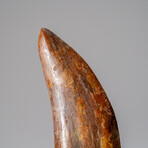 Genuine Carcharodontosaurus Tooth in Display Case // 114 g