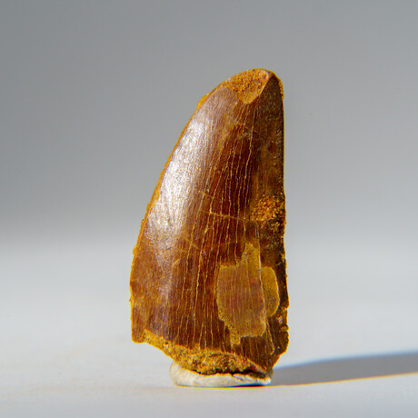 Genuine Carcharodontosaurus Tooth in Display Case // 15.4 g