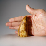 Genuine Carcharodontosaurus Tooth in Display Case // 52 g