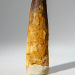 Genuine Mesosaurus Tooth in Display Case // 51.9 g