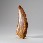 Genuine Carcharodontosaurus Tooth in Display Case // 114 g