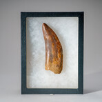 Genuine Carcharodontosaurus Tooth in Display Case // 114 g