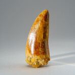 Genuine Carcharodontosaurus Tooth in Display Case // 35.8 g