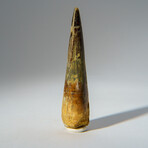 Genuine Mesosaurus Tooth in Display Case // 45 g