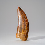 Genuine Carcharodontosaurus Tooth in Display Case // 114 g