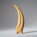 Genuine Spinosaurus Claw in Display Case // 108.1 g