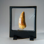 Genuine Carcharodontosaurus Tooth in Display Case // 35.8 g