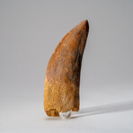 Genuine Carcharodontosaurus Tooth in Display Case // 114 g