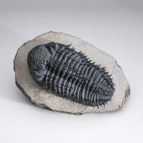 Genuine Spiny Drotops Armatus Trilobite From Morocco
