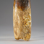 Genuine Mesosaurus Tooth in Display Case // 197.4 g