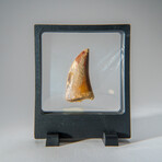 Genuine Carcharodontosaurus Tooth in Display Case // 39.3 g