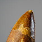 Genuine Carcharodontosaurus Tooth in Display Case // 52 g