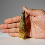 Genuine Mesosaurus Tooth in Display Case // 45 g