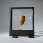 Genuine Carcharodontosaurus Tooth in Display Case // 15.4 g