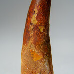 Genuine Mesosaurus Tooth in Display Case // 48 g