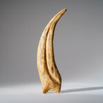 Genuine Spinosaurus Claw in Display Case // 108.1 g