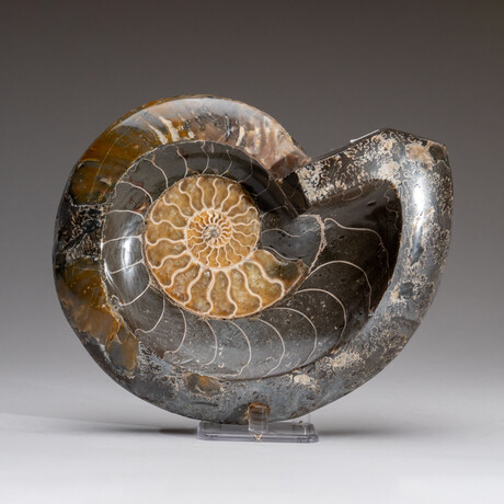 Genuine Polished Ammonite Fossil Dish