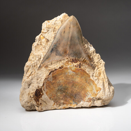 Giant Genuine Megalodon Shark Tooth in Matrix from Indonesia + Acrylic Display Stand