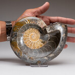 Genuine Polished Ammonite Fossil Dish