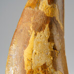 Genuine Carcharodontosaurus Tooth in Display Case // 52 g