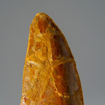 Genuine Carcharodontosaurus Tooth in Display Case // 35.8 g