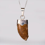 Genuine T-Rex Tooth Pendant with 18" Sterling Necklace