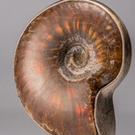 Genuine Opalized Ammonite Pendant with 18" Sterling Necklace