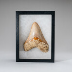Large Genuine Megalodon Shark Tooth from Indonesia