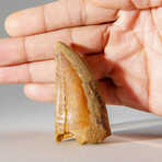 Genuine Carcharodontosaurus Tooth in Display Case // 39.3 g