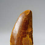 Genuine Carcharodontosaurus Tooth in Display Case // 15.4 g