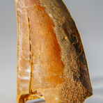 Genuine Carcharodontosaurus Tooth in Display Case // 39.3 g