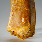 Genuine Carcharodontosaurus Tooth in Display Case // 35.8 g