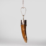 Genuine T-Rex Tooth Pendant with 18" Sterling Necklace