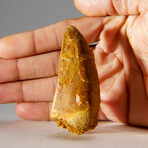 Genuine Carcharodontosaurus Tooth in Display Case // 35.8 g