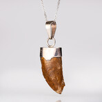 Genuine T-Rex Tooth Pendant with 18" Sterling Necklace