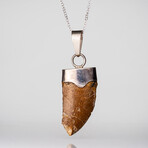 Genuine T-Rex Tooth Pendant with 18" Sterling Necklace