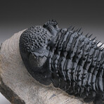 Genuine Spiny Drotops Armatus Trilobite From Morocco
