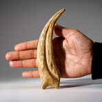 Genuine Spinosaurus Claw in Display Case // 108.1 g