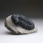 Genuine Spiny Drotops Armatus Trilobite From Morocco