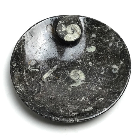 Polished Ammonite and Orthoceras Fossil Round Plate