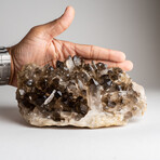 Genuine Smoky Quartz Crystal Cluster from Mina Gerais, Brazil // 3.5 lbs