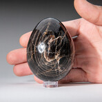 Genune Polished Black Moonstone Egg  with Acrylic Display Stand // 2.5"// 270g