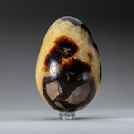 Genuine Polished Septarian Egg with Acrylic Display Stand // 3"// 490g