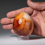 Genuine Polished Gem Carnelian Agate Egg with Acrylic Display Stand // 2.5"// 265.5 g