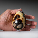 Genuine Polished Septarian Egg with Acrylic Display Stand // 3"// 490g